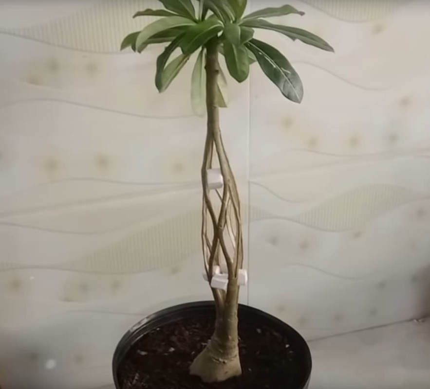 adenium-bonsai-sculture.jpg