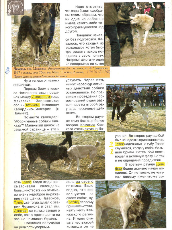 ДЖАФАР ( РЭМ х ЧЕБУРАХА ) 1997р 60кг 76см Запорожье х ТОТИК текс