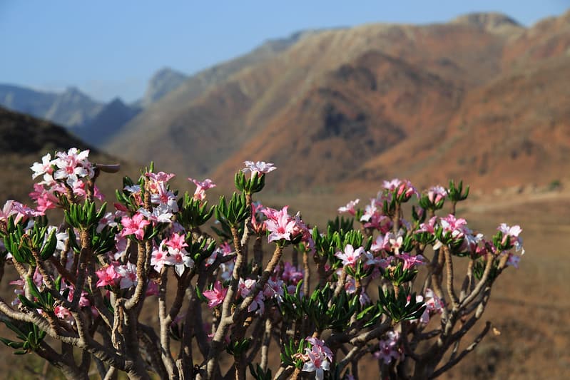 adenium-socotranum-close-up