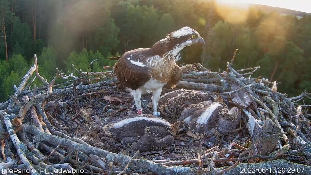 Rybołowy Online Puszcza Napiwodzko-Ramucka _ Ospreys Online in Napiwodzko-Ramucka Forest 12-31-22 sc