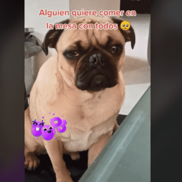 En TikTok perrito hace berrinche porque no puede comer en la mesa
