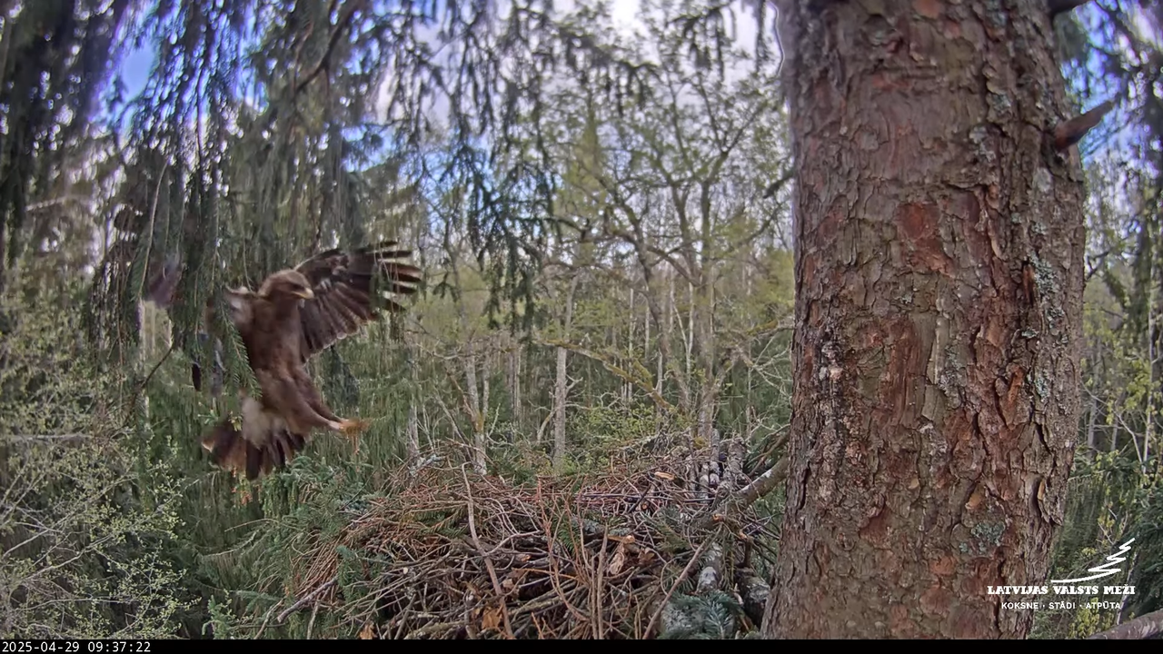 LVM mazais ērglis Lisiņa, egle – Lesser Spotted Eagle 12-41-7 screenshot