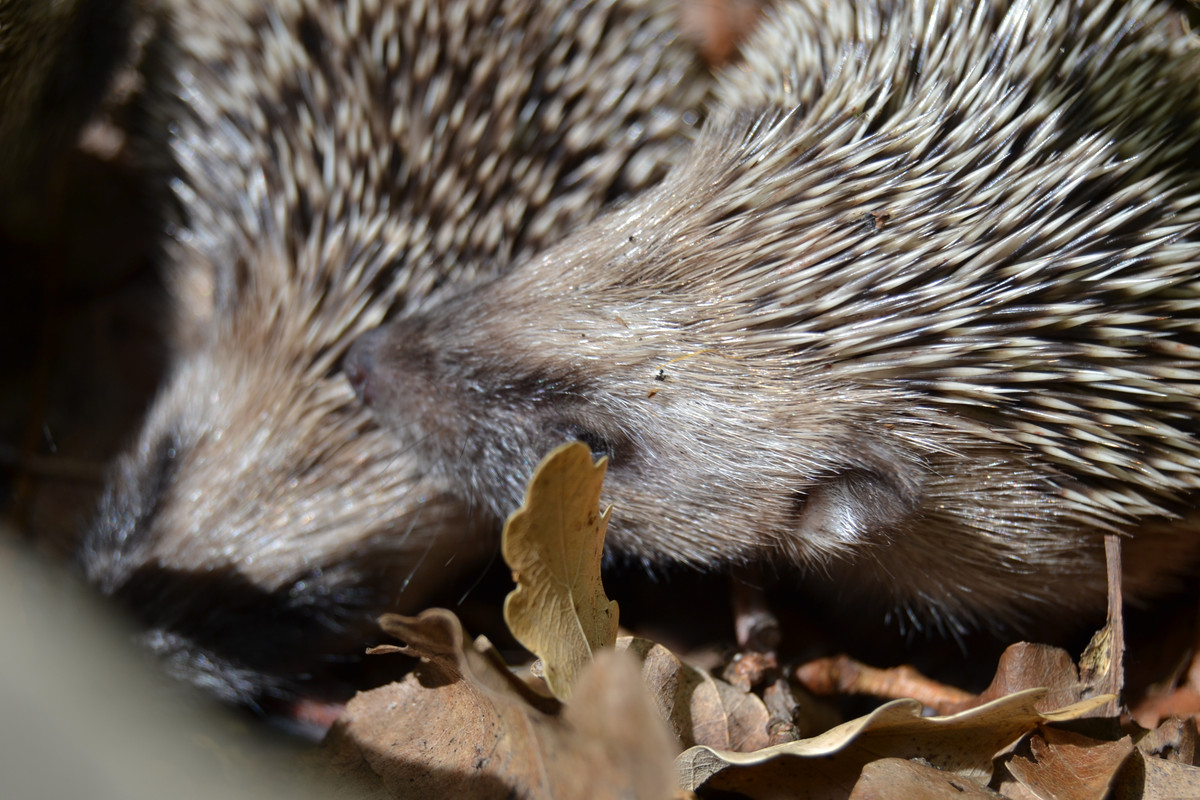 Hérissons 6