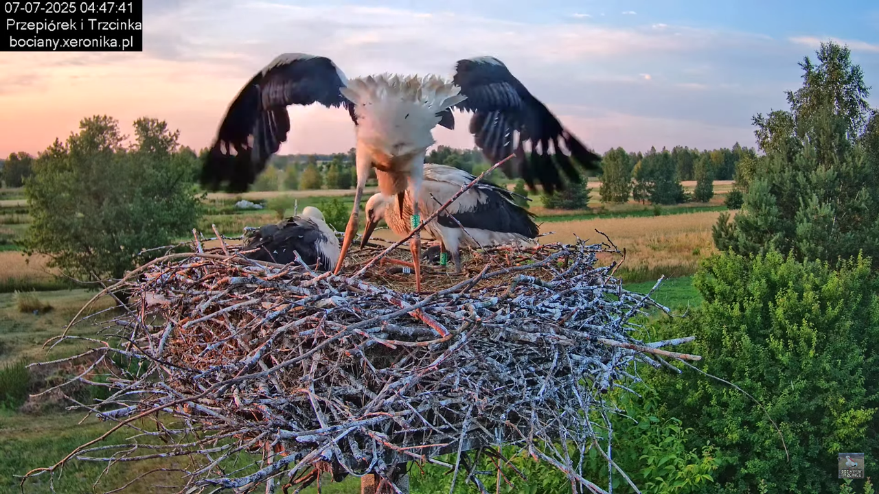07072025bociany2