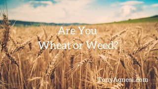 [Image: Are-You-Wheat-or-Weed.jpg]