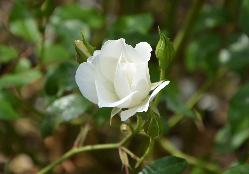 white-rose-2694554-960-720