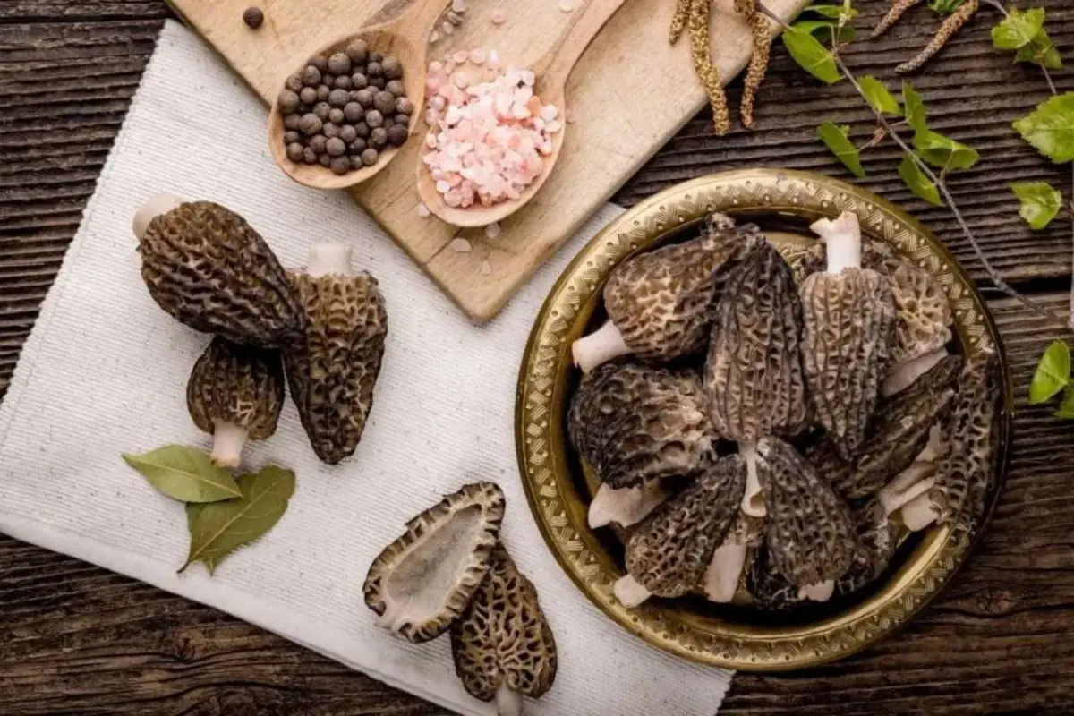 Morel