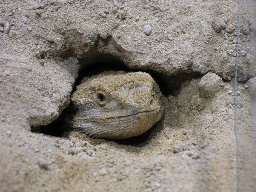 IMG_2225_Marishka hat auch schon den tiefen Sand erobert (2)
