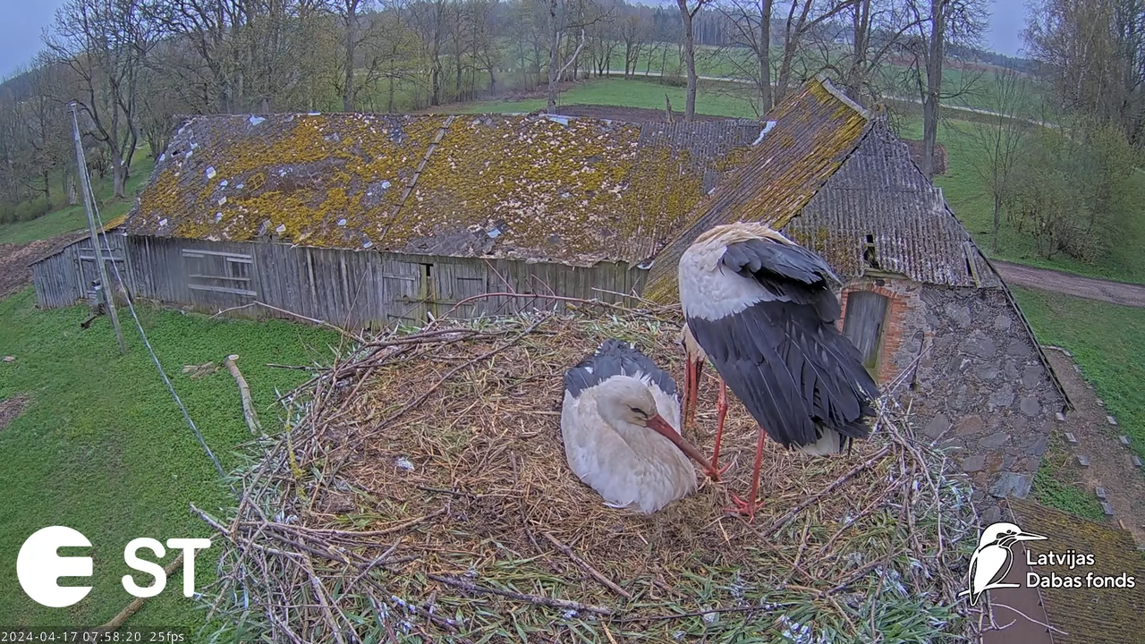 Baltie stārķi (Ciconia ciconia) Tukuma novadā - LDF tiešraide __ White storks in Tukums, Latvia 3-48