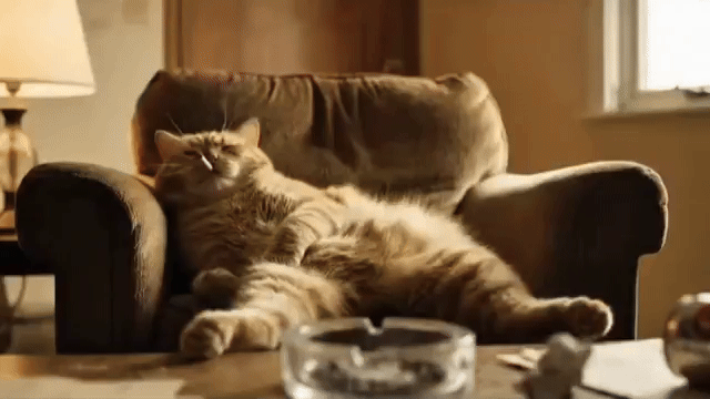 [Image: Cat-smoking-weed.gif]