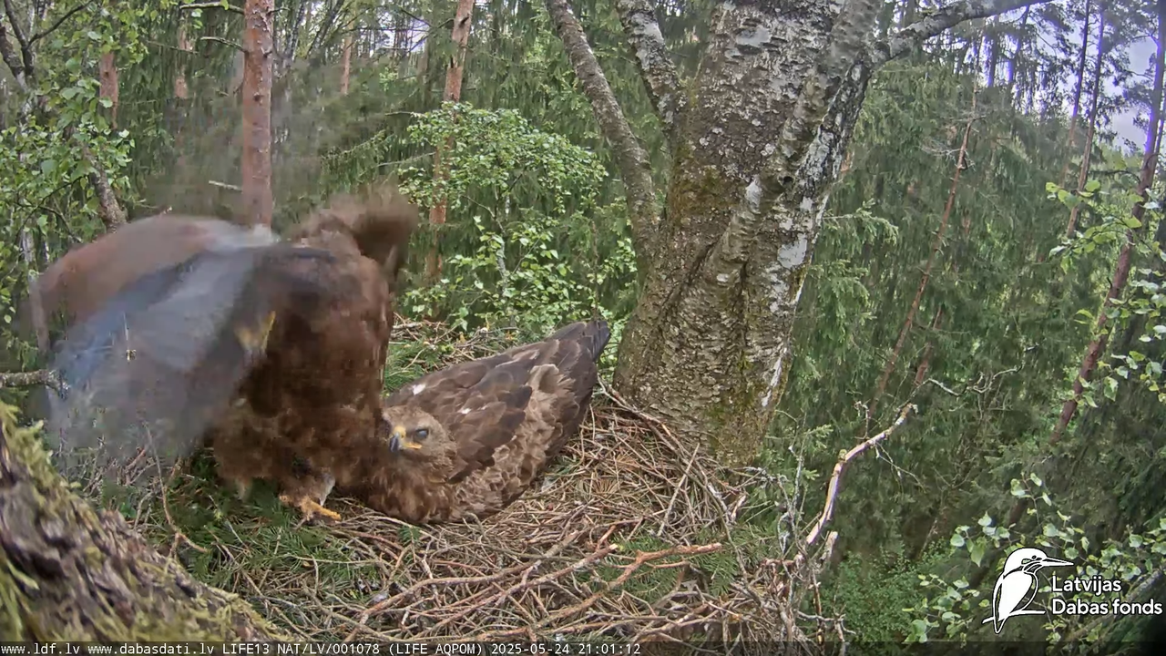 Mazais ērglis (Clanga pomarina), ligzda bērzā 15-23-42 screenshot