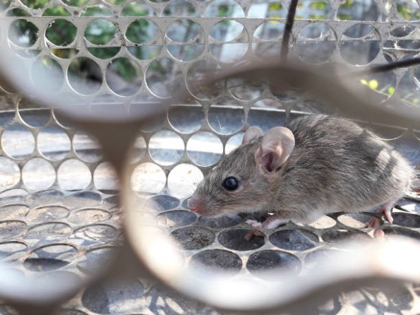 Rodent-Control-7.jpg