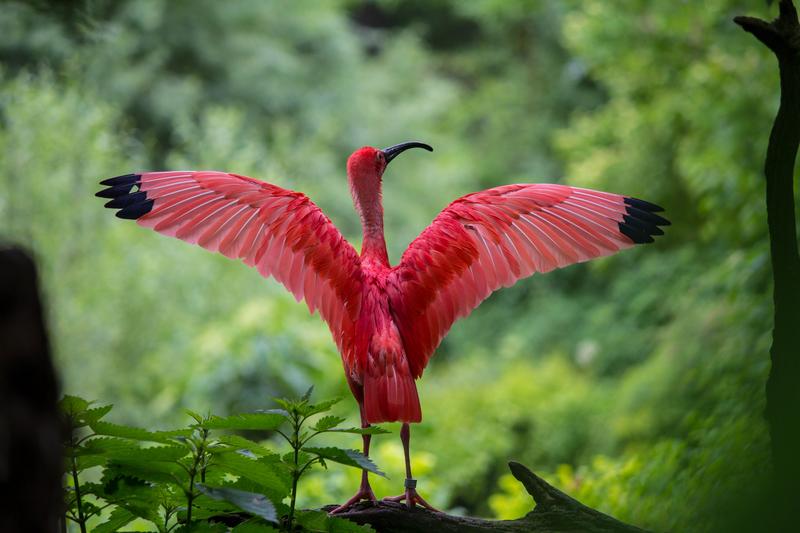 ibis-bird-red-animals-158471.jpg