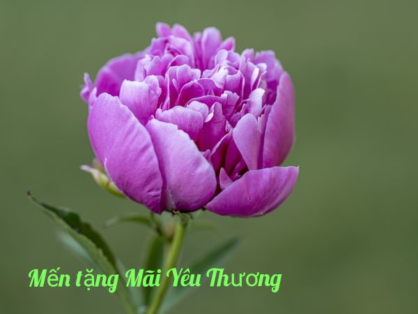 [Image: photo-1591934940103-8943bb558e5b-kindlep...934763.jpg]