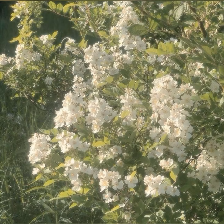 green nature naturecore spring springtime cottagecore flowers