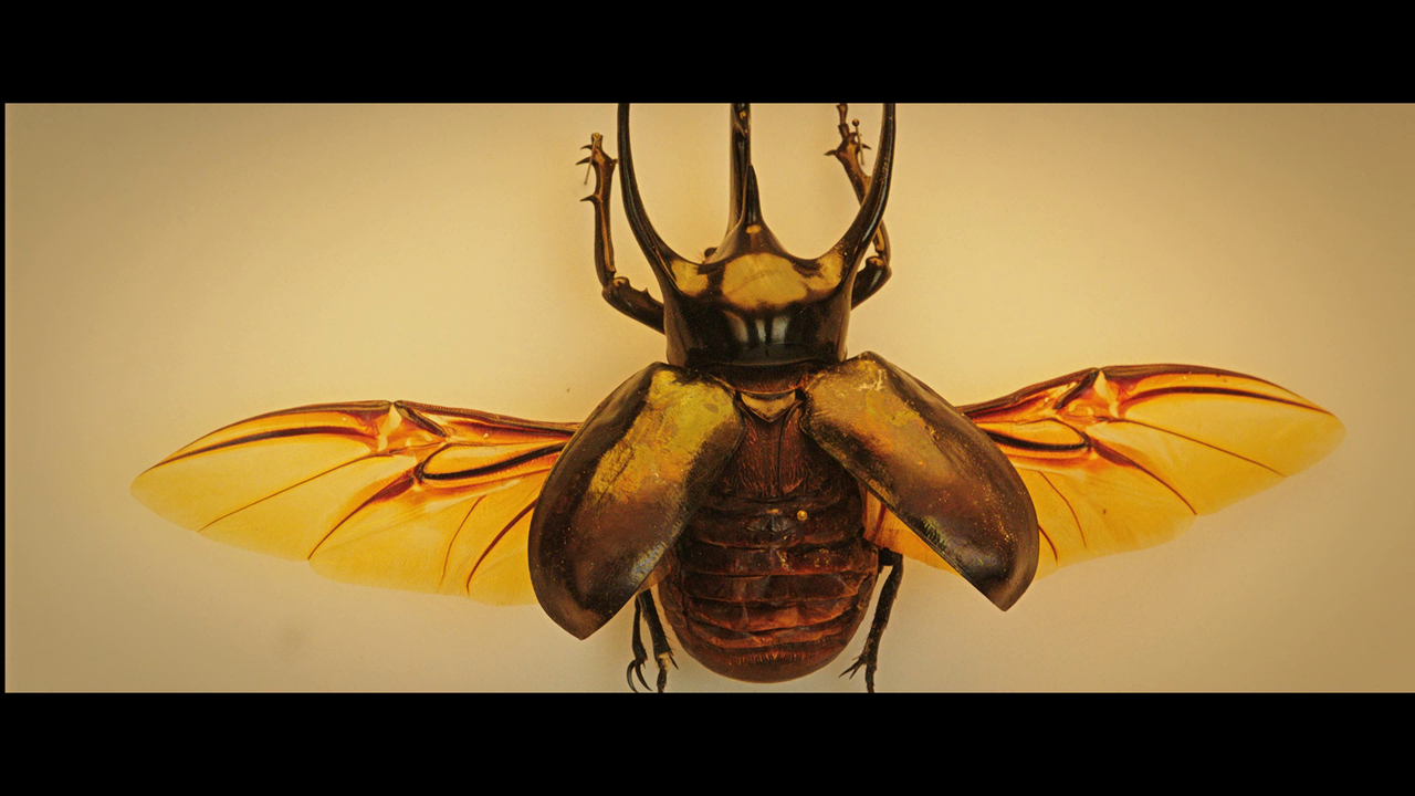 vlcsnap-2023-11-20-22h03m46s072