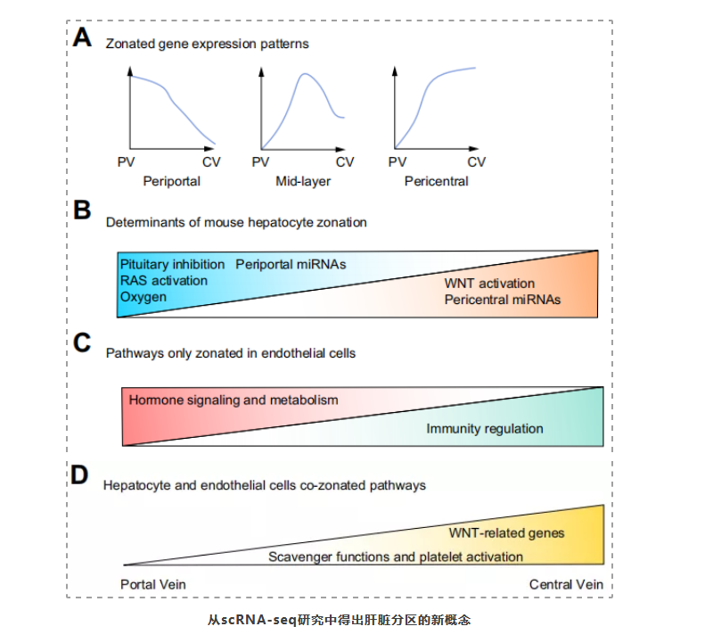 单细胞+空间转录组应用2-2.png