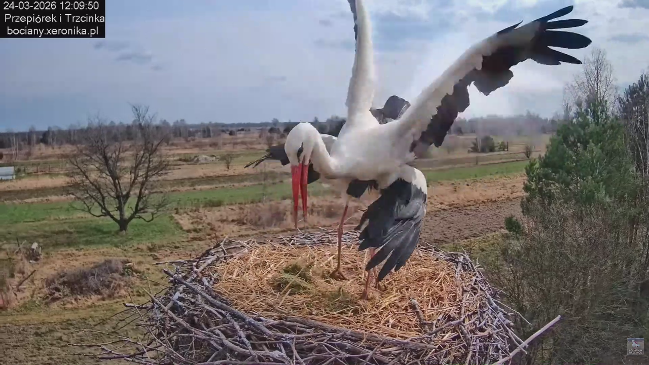 24032026bociany 19
