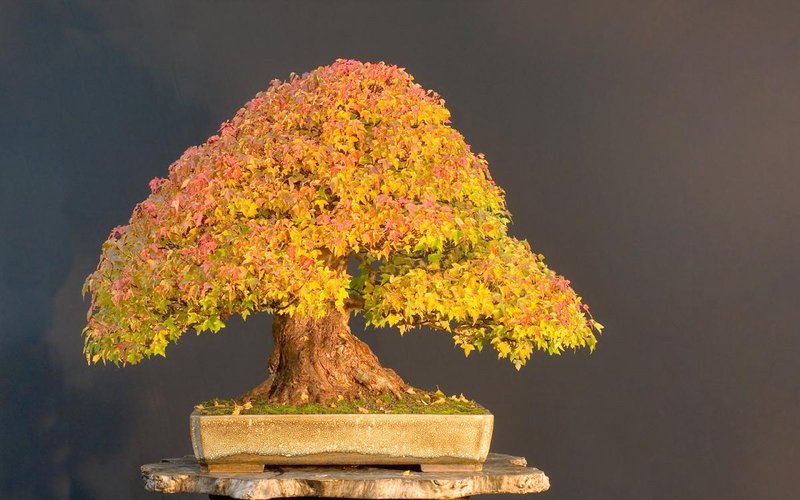 ws-bonsai-tree-2560x1600