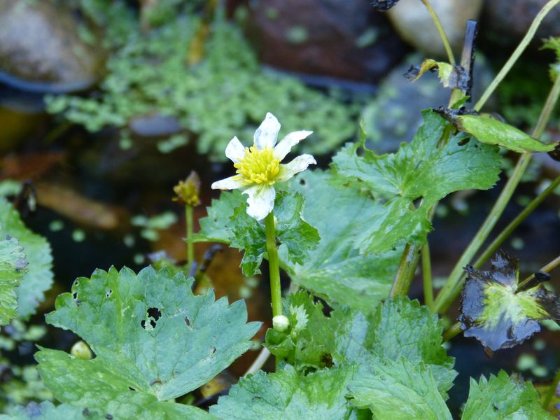 2014-11-01 Novemberblüten 18