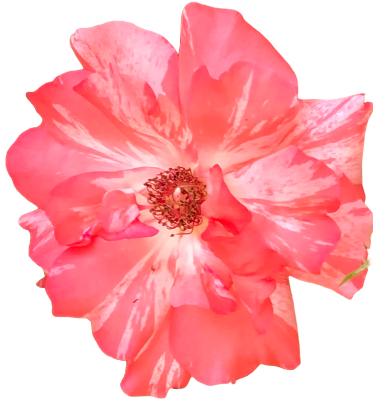 Salmon Flower 1