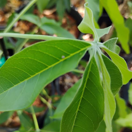 Giant Swallowtail Egg