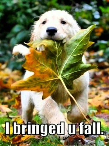 Fall-dog-brings