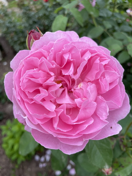 https://i.postimg.cc/QdS0DzhB/IMG-9858.jpg