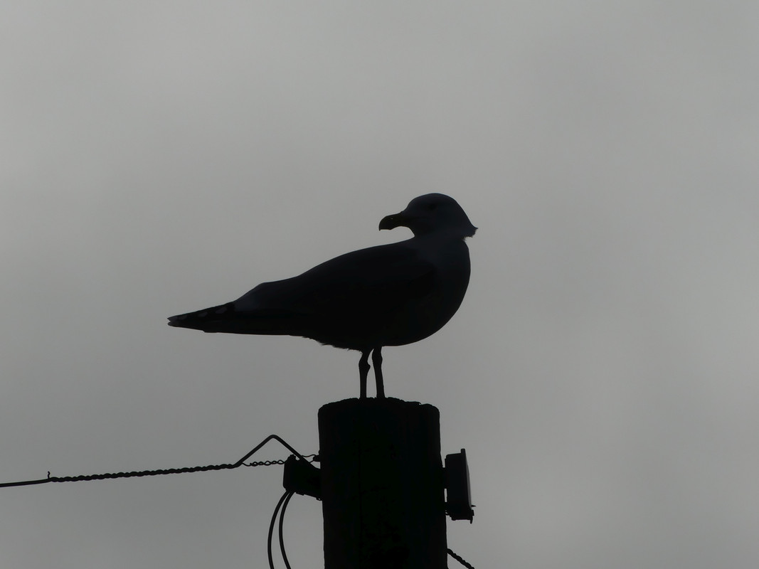 HERRRING GULL 2