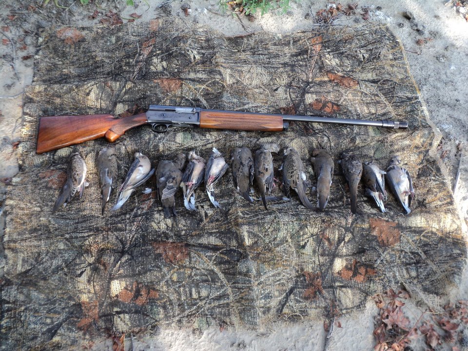 Browning-A-5-Dove-hunt-at-OSHC.jpg