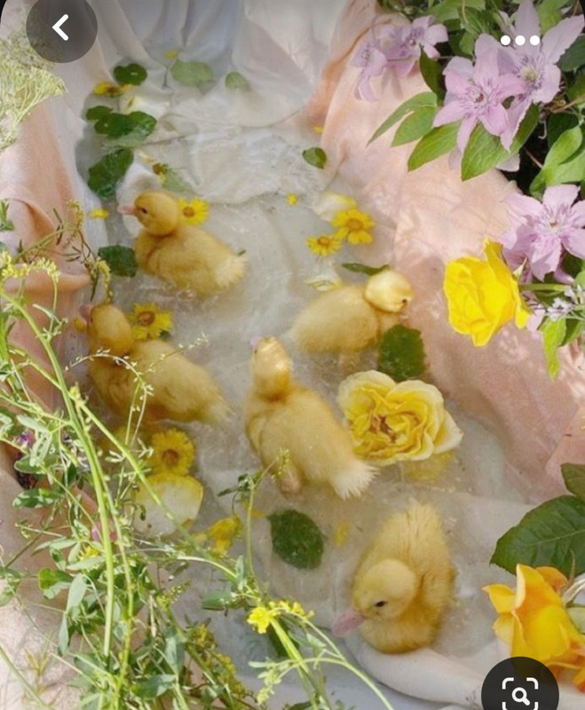 Screenshot_20231004_231201_Pinterest