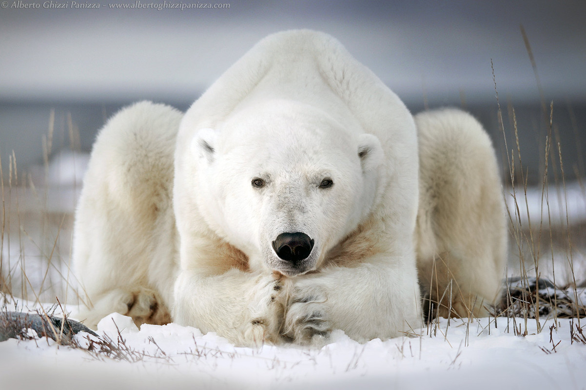 white-polar-bear-large.jpg