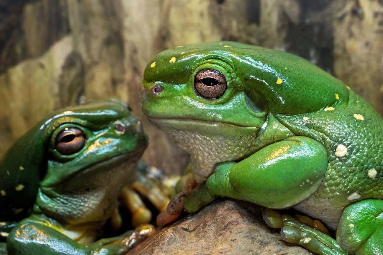 green-frogs.webp