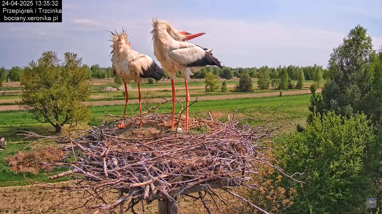 24042025bociany12