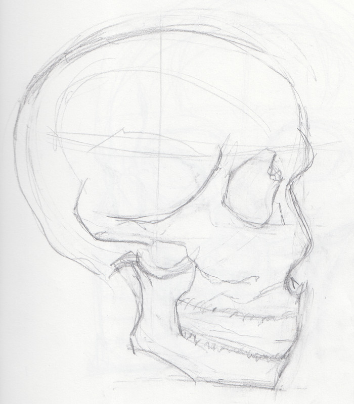 [Image: Skull-Profile-2.jpg]