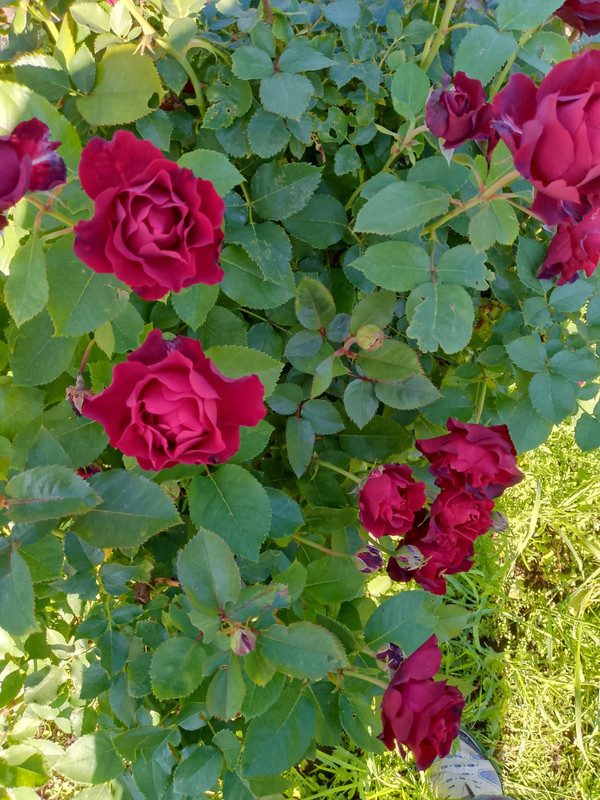 Омаж барбара 1