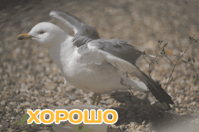 GIF-20250708-074822-100.gif
