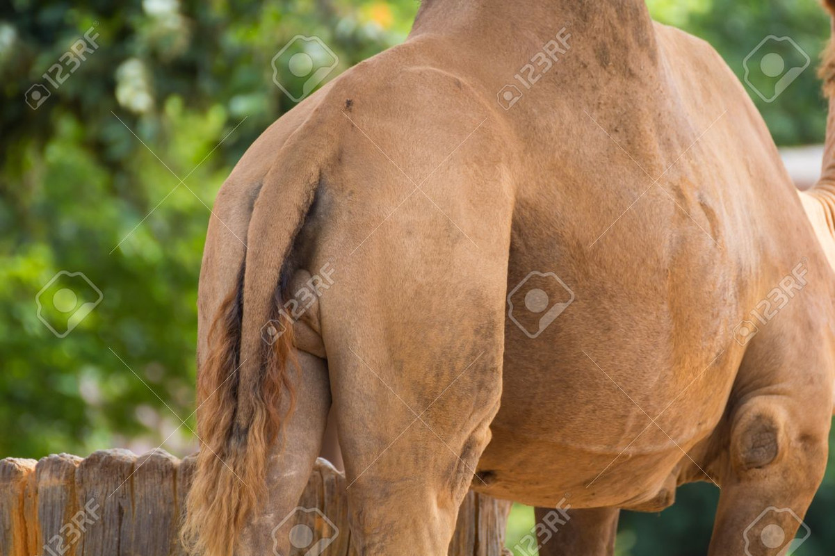 21125103-camel-ass-in-nature-stables