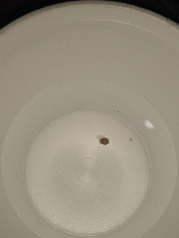 IMG_20200814_030400458