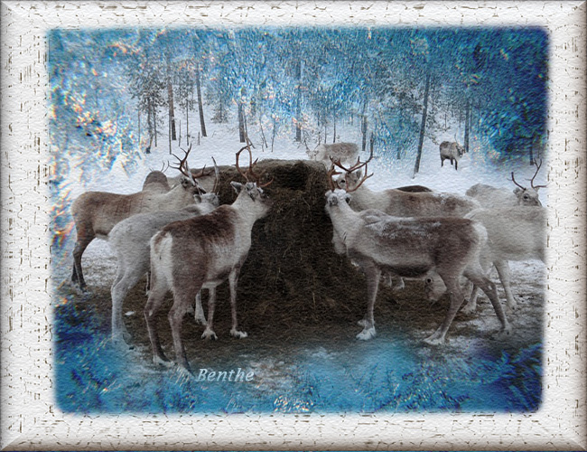 rendieren-in-lapland