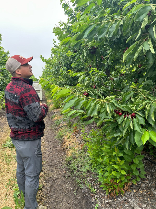 Control fitosanitario 2