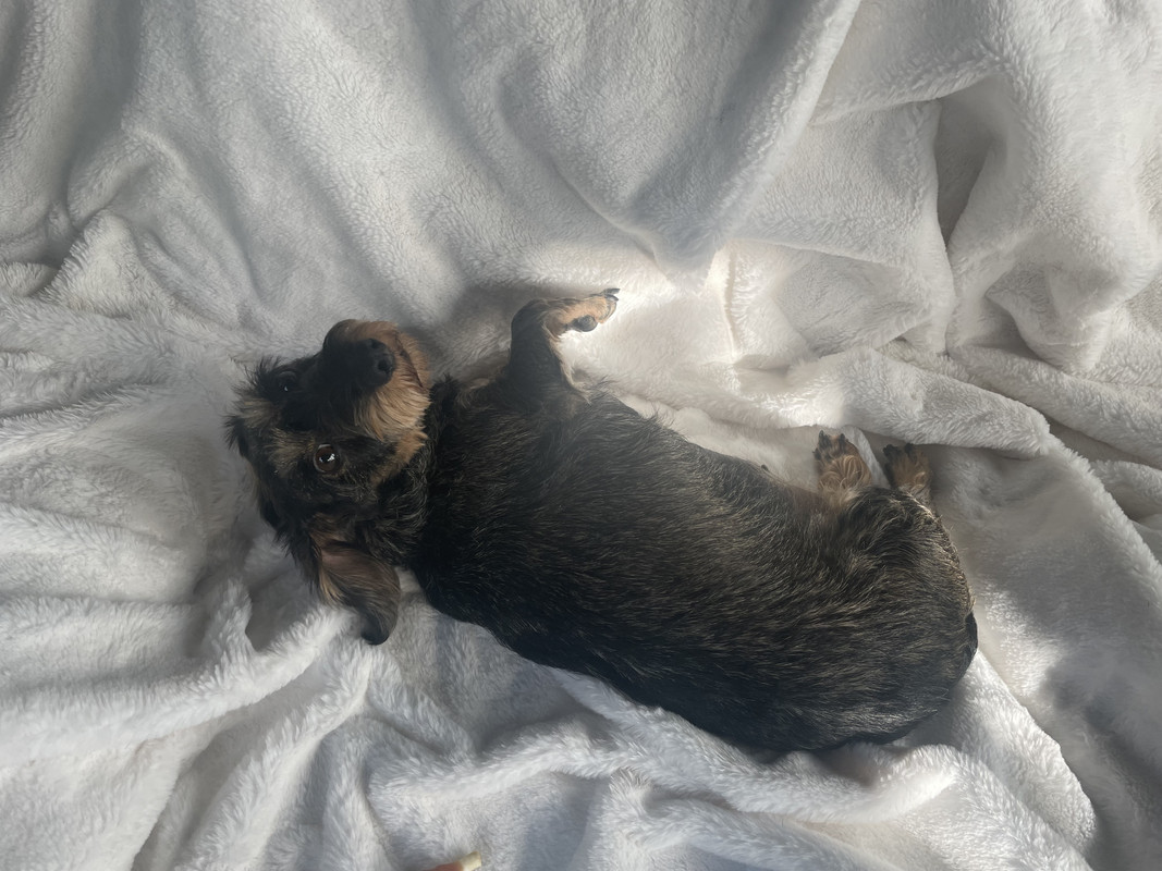 [Image: IMG-7745.jpg]