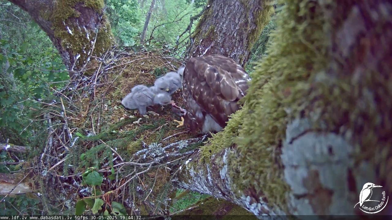 Melnās klijas (Milvus migrans) Kurzemē_ peļu klijāni (Buteo buteo) 12-54-43 screenshot