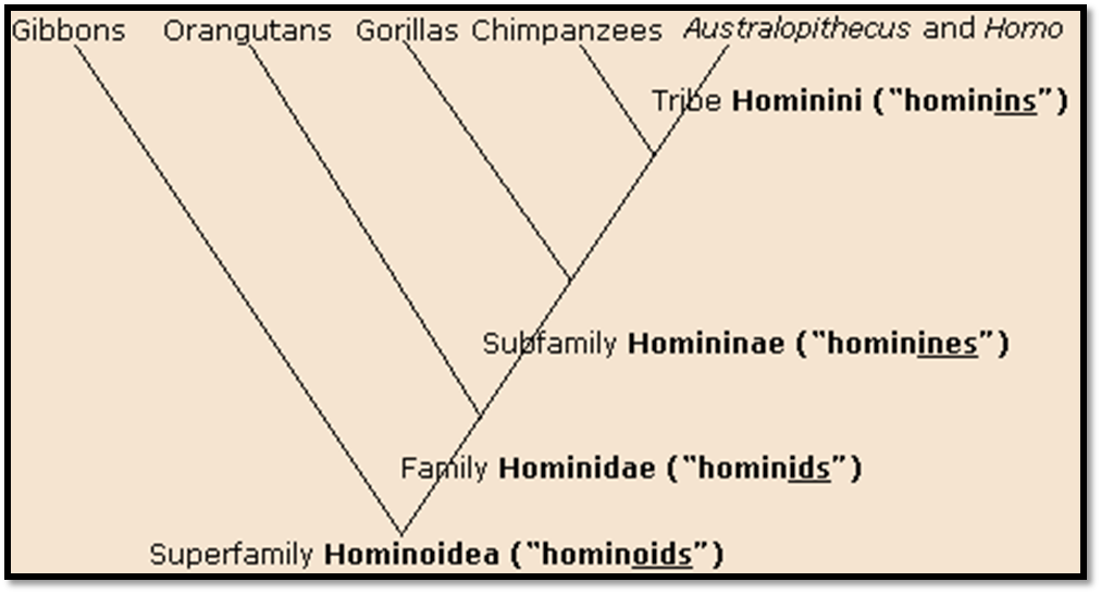 Evolutionary
