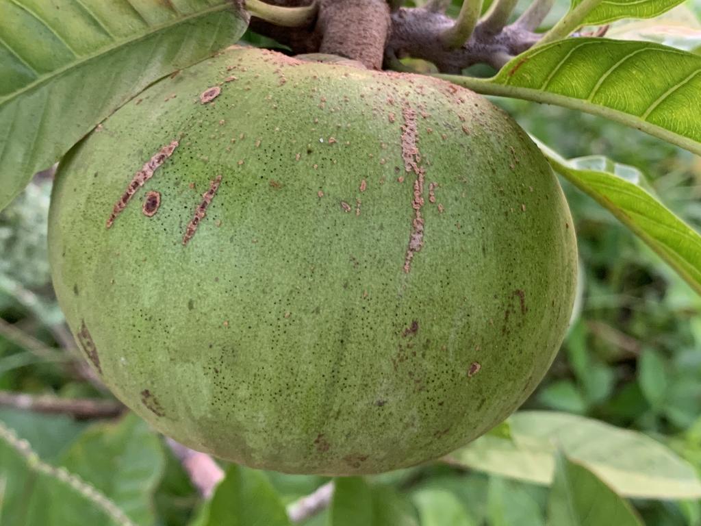 239D0BB6-69CA-4C46-B6A1-EC8A2AAC9A22