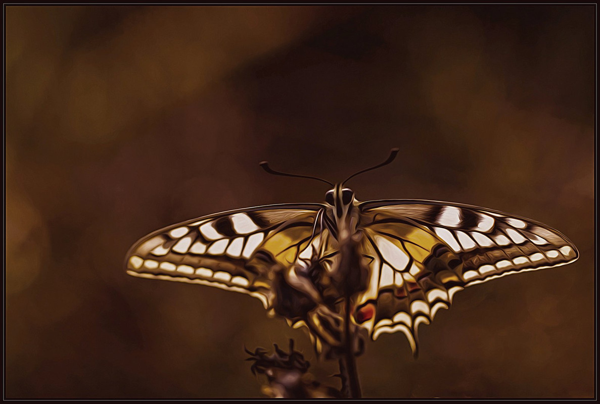 brown-butterfly.jpg