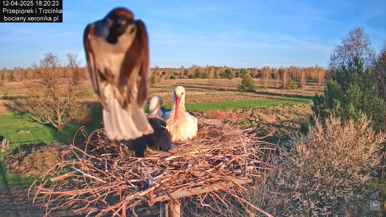 12042025bociany_2