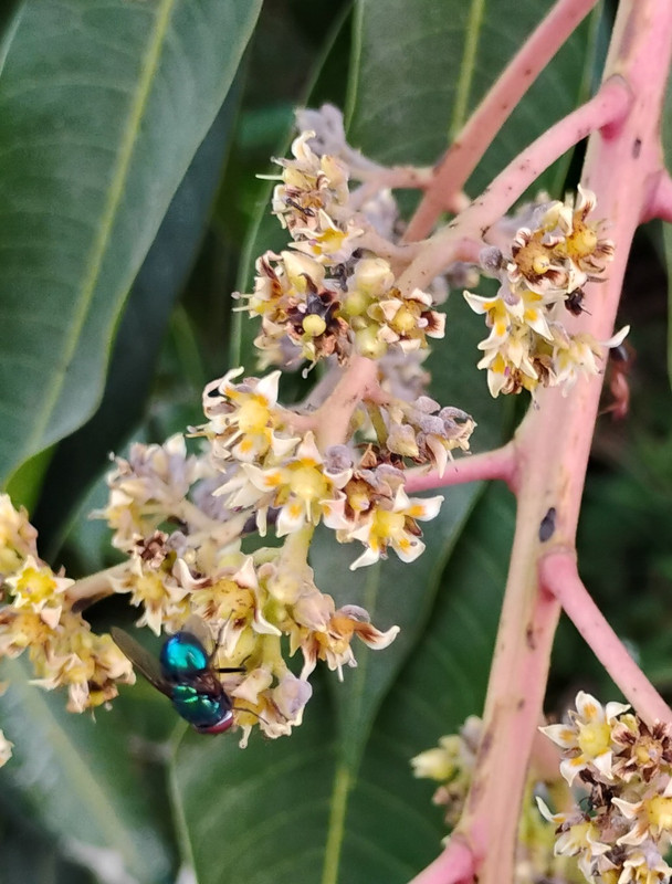 IMG 20260107 174542917 2