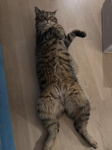 Slika