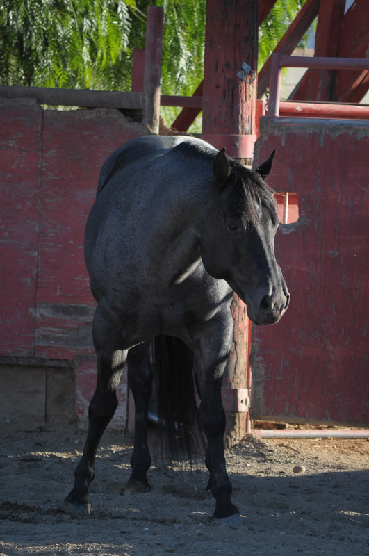 dwp-free-horse-stock-390-by-dancesw-ithponies-dcpykyv.jpg